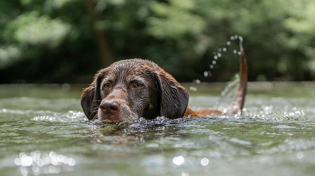 labrador aan het zwemmen