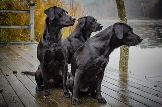 Drie zwarte Labradors