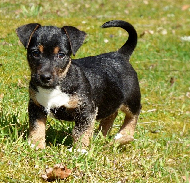 Puppy Jack Russel Black and Tan