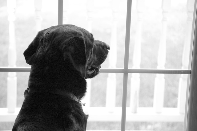 Labrador kijkt uit het raam