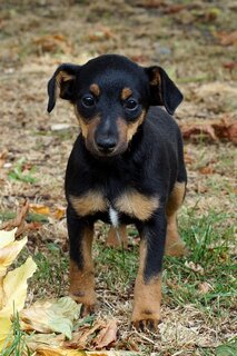 Jack Russel Black and Tan pup