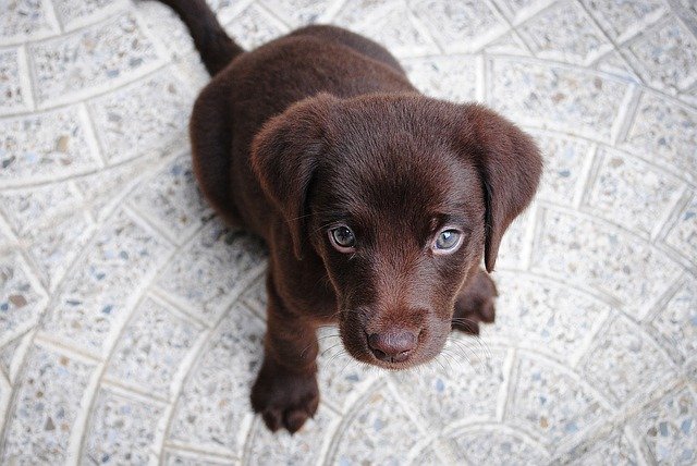 Bruine Labrador puppy