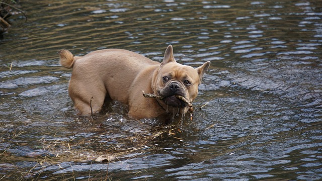 Franse Bulldog in het water