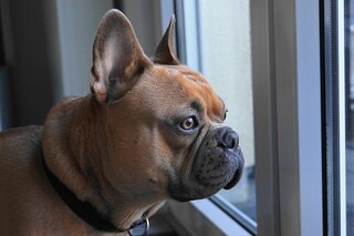 Franse Bulldog kijkt uit het raam
