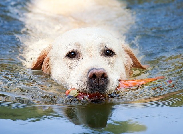 Labrador aan het zwemmen