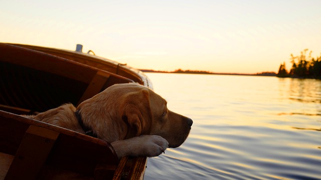 Labrador op de boot