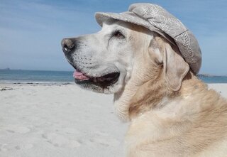 Labrador aan het strand