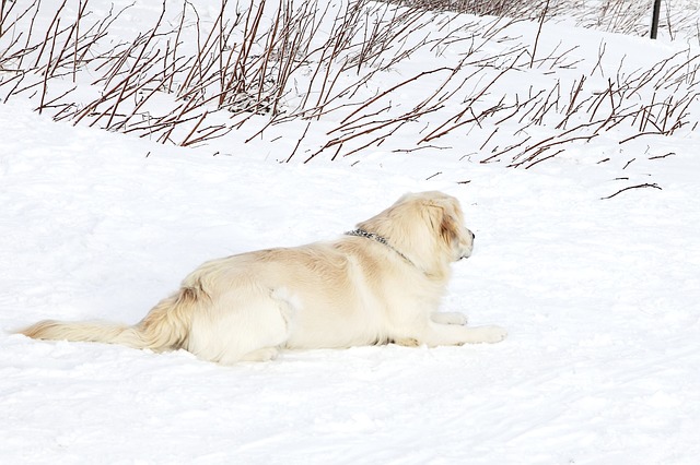 Witte Labrador ligt in de sneeuw