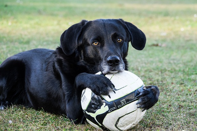 Labrador met een bal