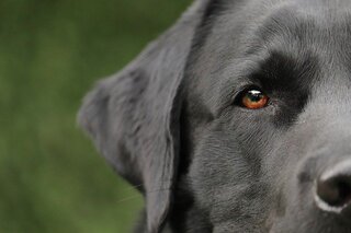 Labrador close-up