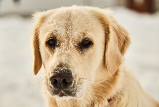 Witte Labrador in de sneeuw