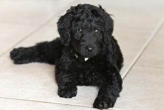 Zwarte Labradoodle puppy
