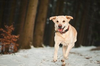Labrador aan het rennen