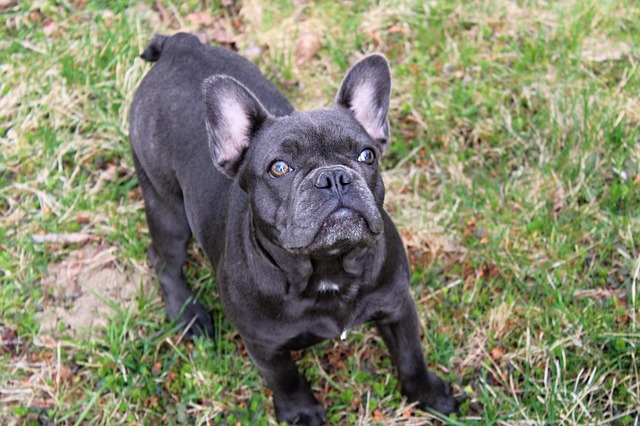 Zwarte Franse Bulldog