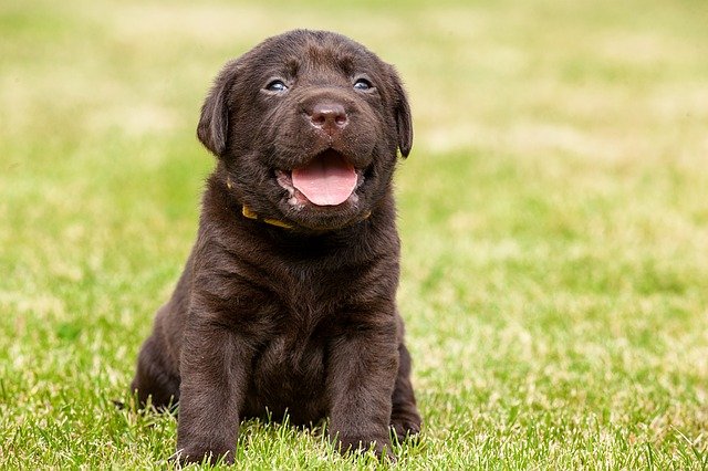 Bruine Labrador puppy